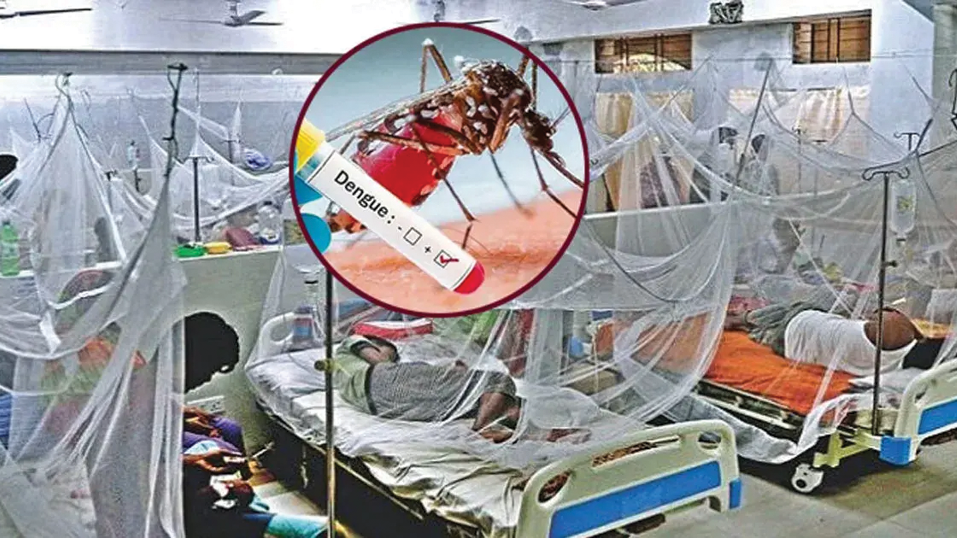 ২৪ ঘণ্টায় ডেঙ্গুতে ৯ মৃত্যু, হাসপাতালে ভর্তি ১ হাজার ৯০২